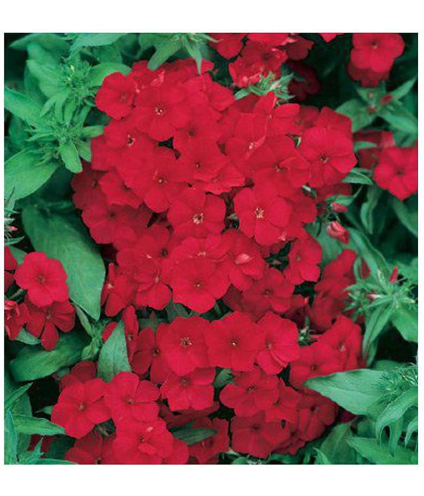 Phlox Scarlet Red Winter Flower Seeds with Coco Peat Seed Starter