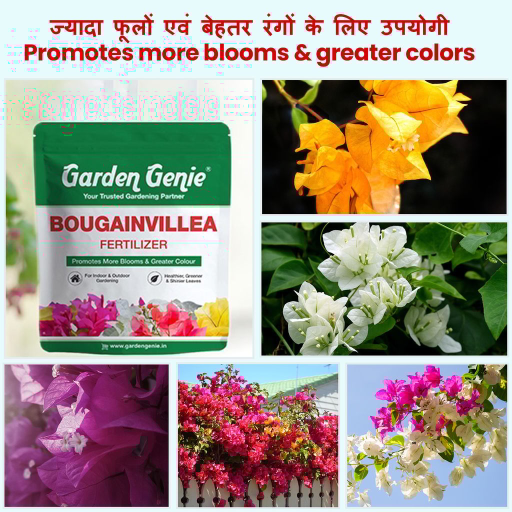 Garden Genie Bougainvillea Plant Fertilizer 830g | Organic Bloom Booster Fertilizer for Overall Growth of Bougainvillea Flowers in Home Garden, Powder