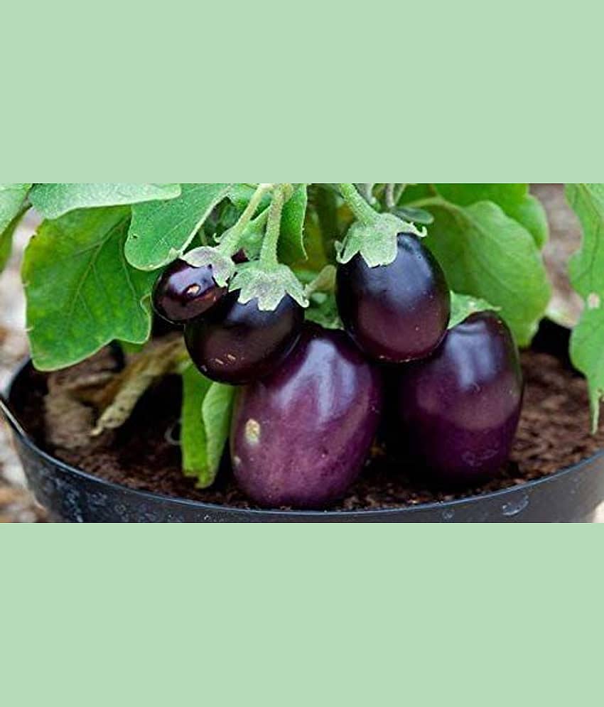 LIVE GREEN Brinjal Seeds