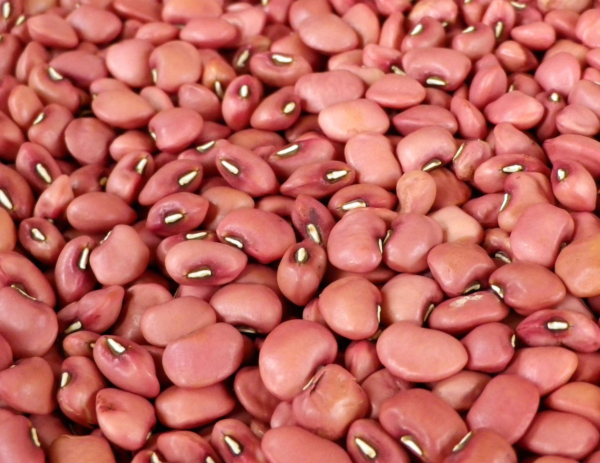 Desi Utthana Organics Cowpea Red (Alasande kaalu) 200gm