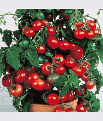 Vedhahi Hybrid Red Cherry Tomato Vegetable ( 20 Seeds )