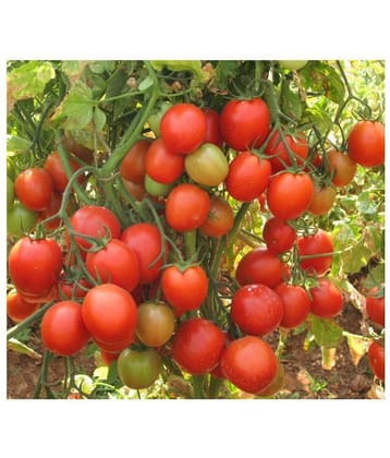 ARKA RAKSHAK F1 HYBRID TOMATO 100 SEEDS