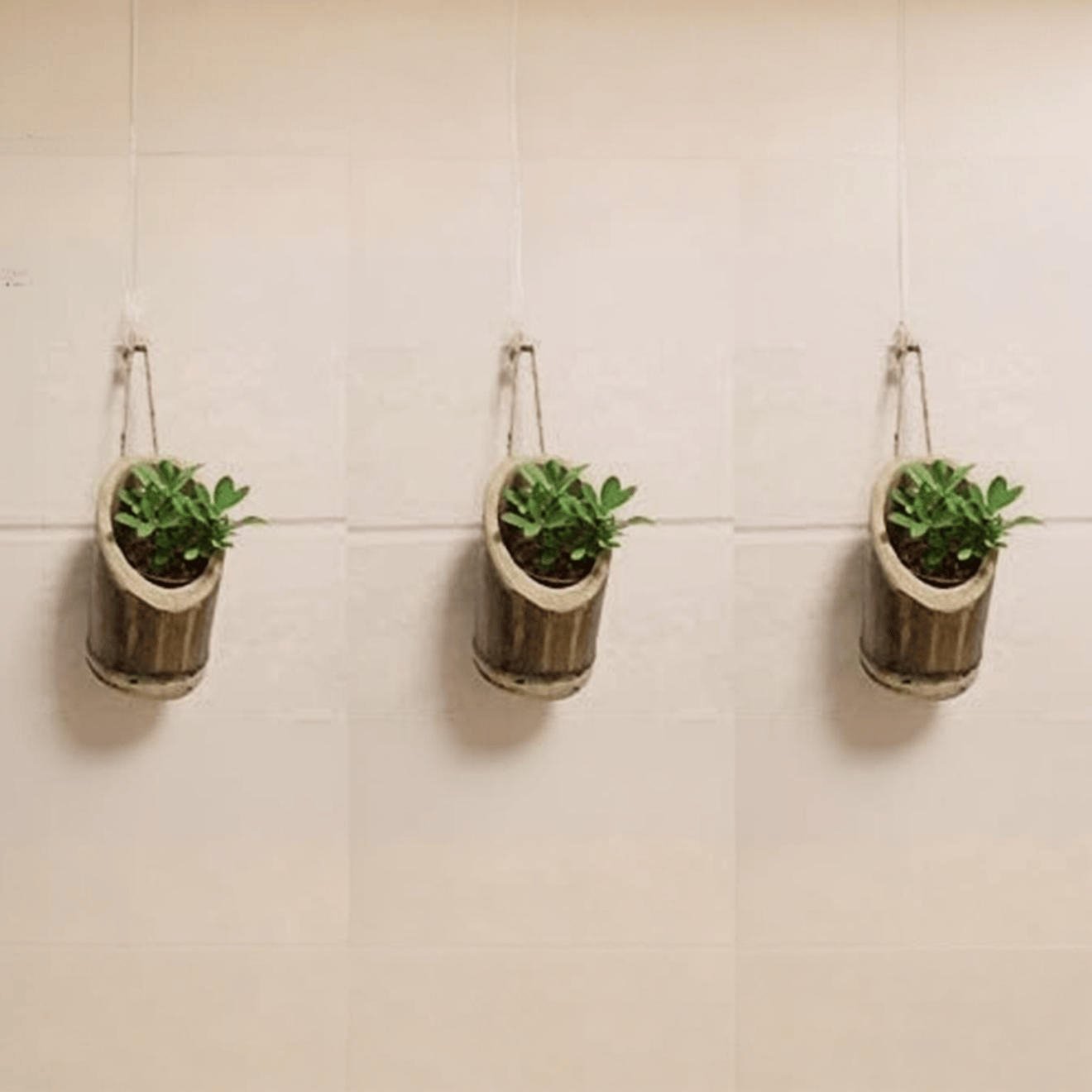 Vertical Hanging Bamboo Planters with Rope - Bamboo Stand - Bamboo Pot