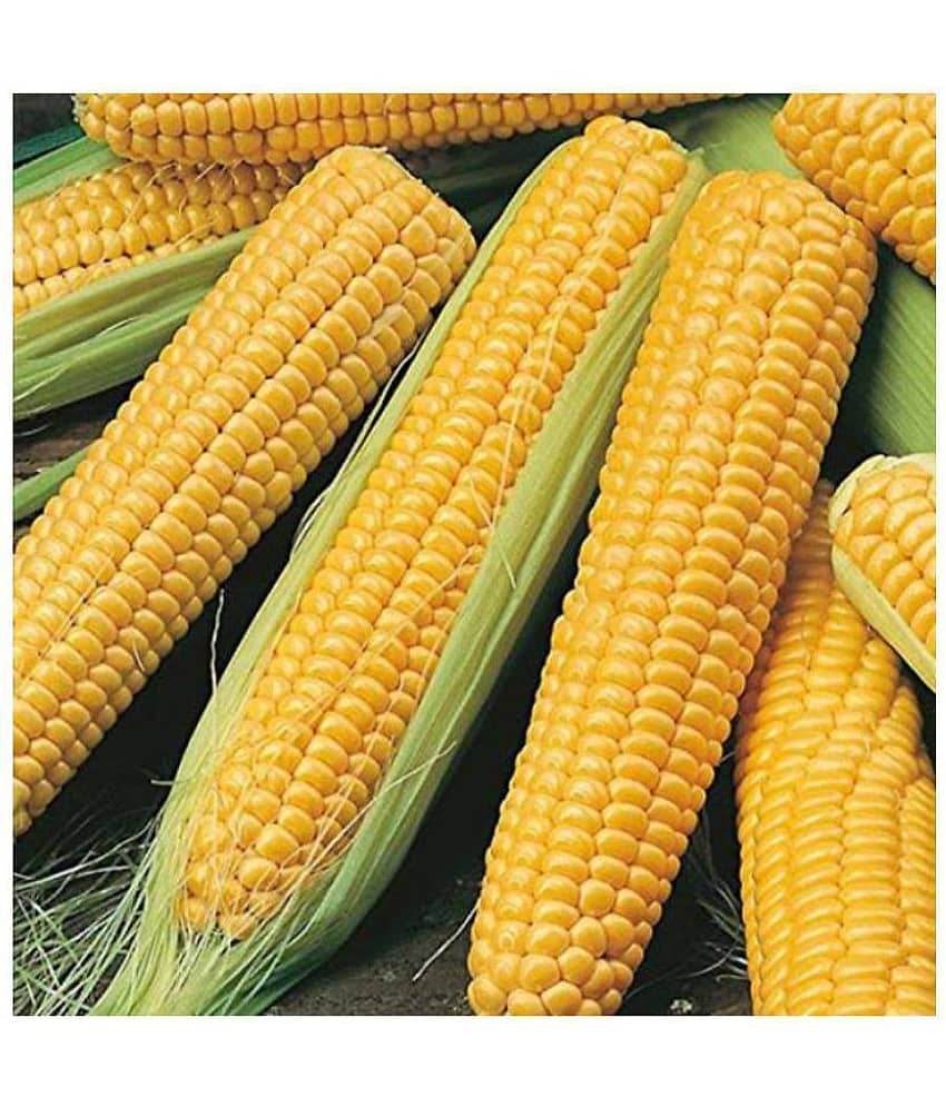 SHOP 360 GARDEN Hybrid Sweet Corn Seeds (Pack of 50 Seeds)