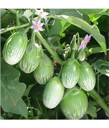 BRINJAL Seed, F1 Hybride (50 seeds)