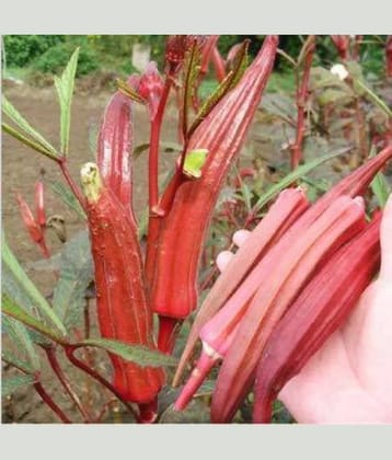 Jignisha Seeds Lady Finger Vegetable ( 15 Seeds )