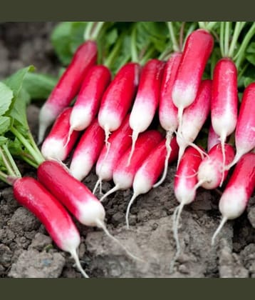 Jignisha Seeds Organic Red Radish Vegetable ( 50 Seeds )