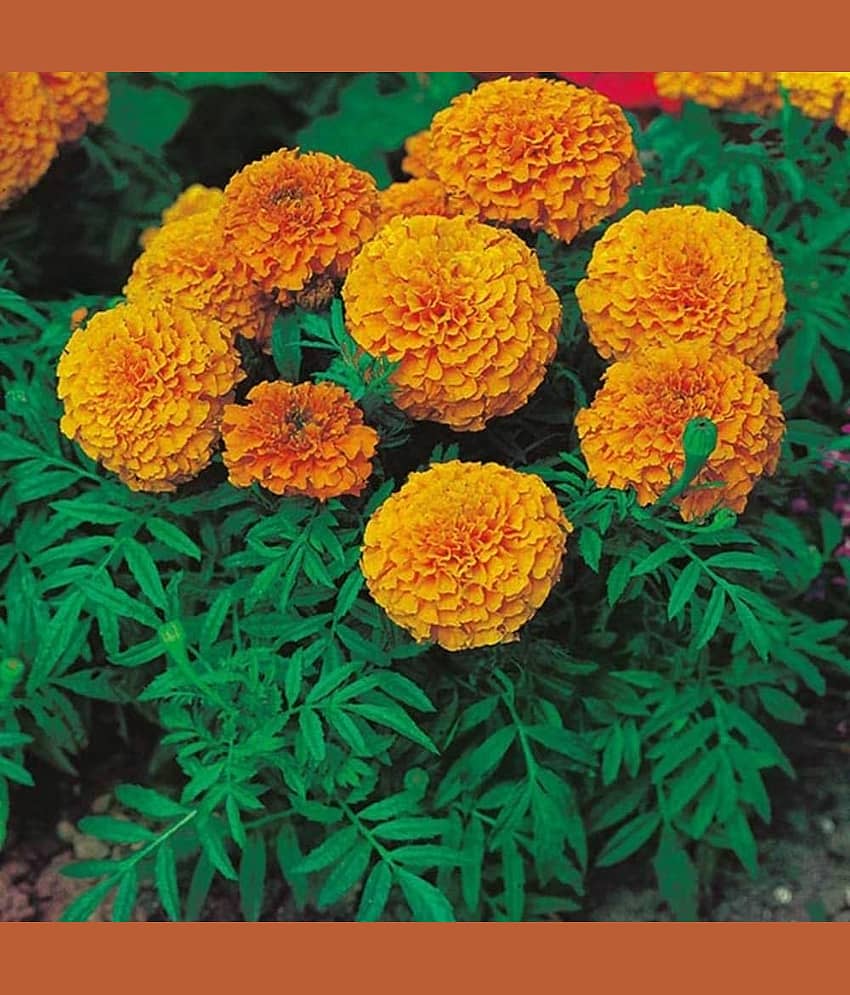 Vedhahi African Marigold Flower 2 Varieties ( 50 Seeds )