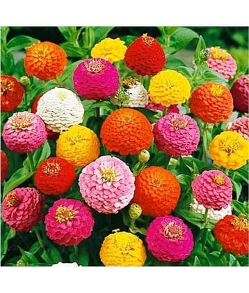 COLOR MIX ZINNIA FLOWER 50 SEEDS PACK WITH MANUAL MORE THAN 10 COLORS FLOWER PLANTS MIX SEEDS PACK