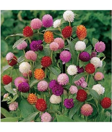 homeagro Gomphrena Choice Mix Flower ( 20 - Seeds ) For Garden - Kitchen Garden