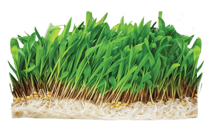 Nutri Ankurit Feed