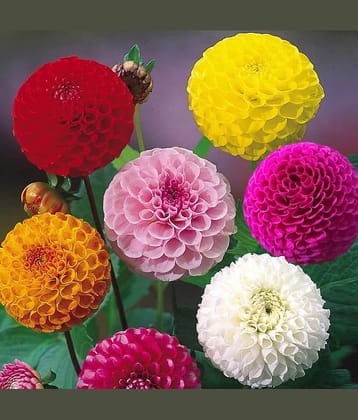 homeagro - Dahlia Mixed Flower ( 25 Seeds )