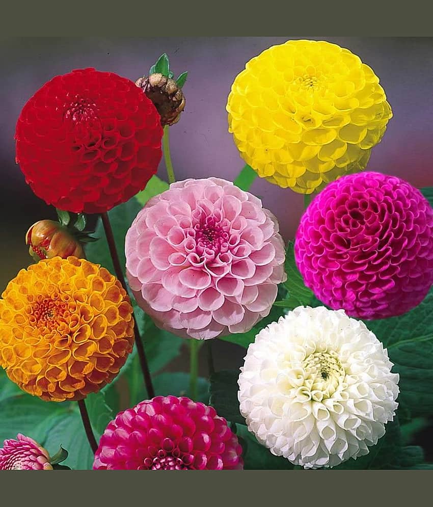 homeagro - Dahlia Mixed Flower ( 25 Seeds )