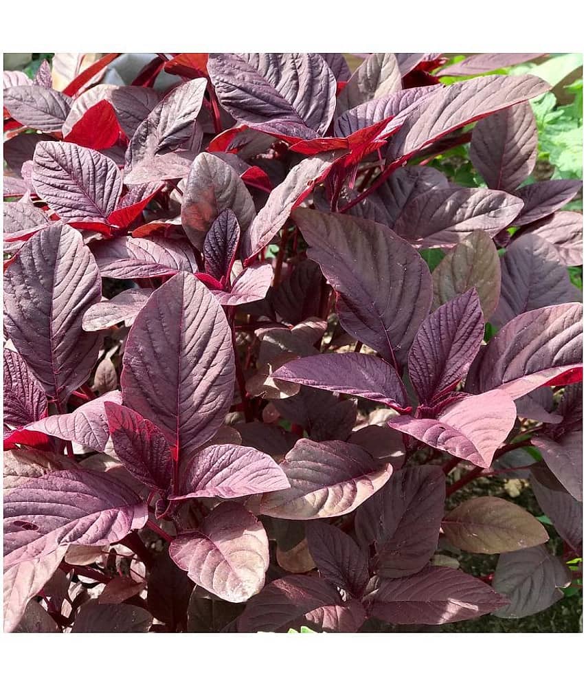 FLARE SEEDS Red Spinach Vegetables Hybrid Seeds - 200 Seeds Pack