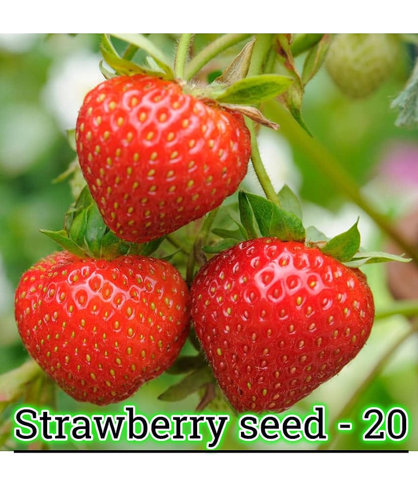 Gardens Giant Strawberry Rubygem Dense, Upright, Everbearing Extra Large Fruit 20 Seeds
