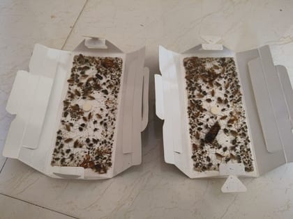 Pest-O-Katch D-Trap Cockroach Glue Trap Sheets (Pack of 10) | Pesticide-Free Pest Control | Indoor Home & Office Use