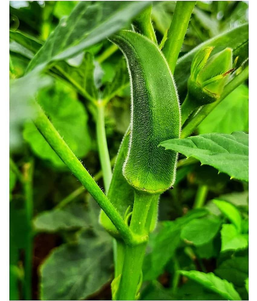 Lady Finger (Bhindi) Seeds Best Quality