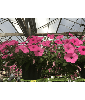 homeagro - Petunia Mixed Flower ( 50 Seeds )