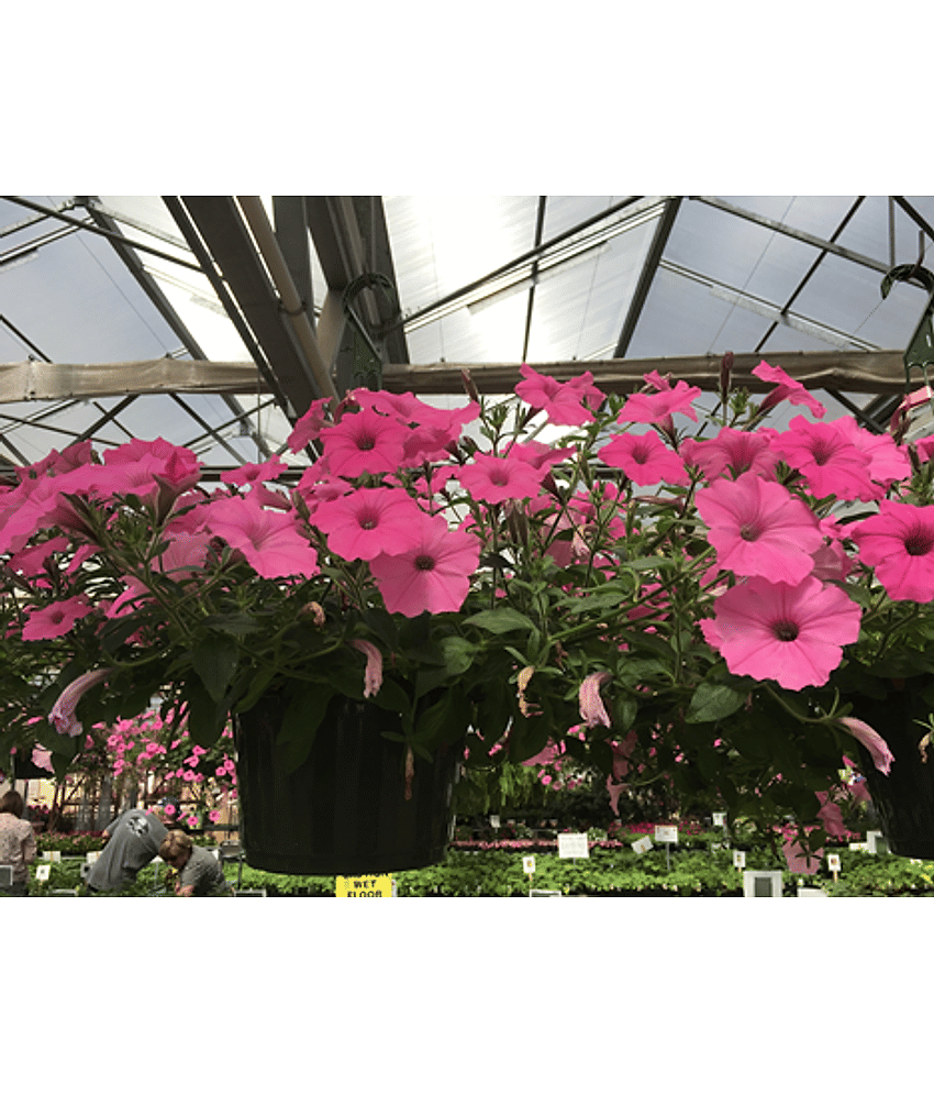homeagro - Petunia Mixed Flower ( 50 Seeds )