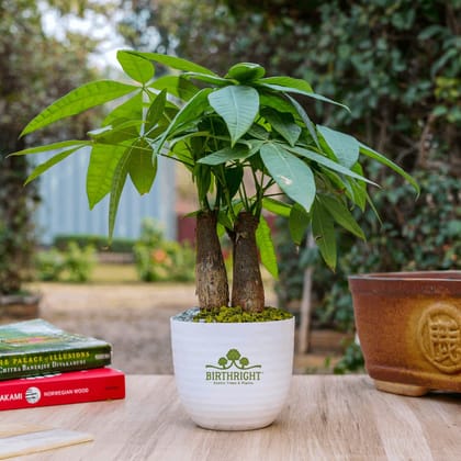 Birthright || Pachira || Plant Birthright || Pachira || Plant