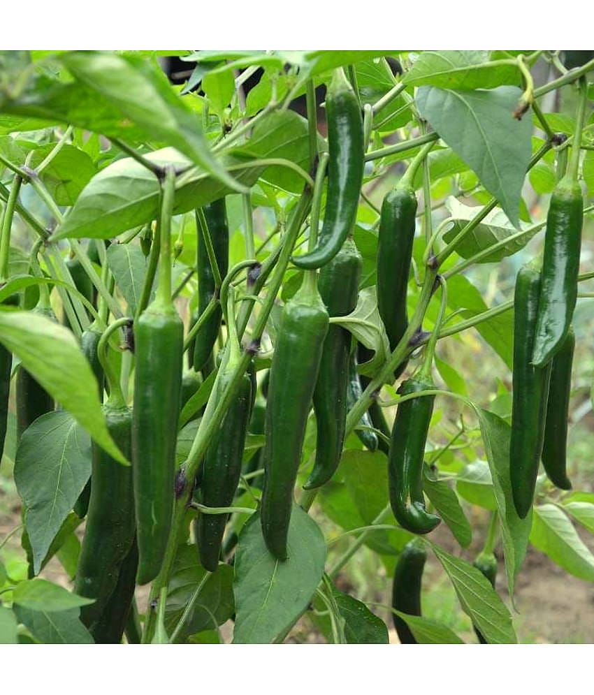 homeagro - Chilli Vegetable ( 50 Seeds )