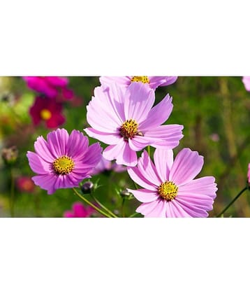 homeagro - Cosmos Mixed Flower ( 20 Seeds )