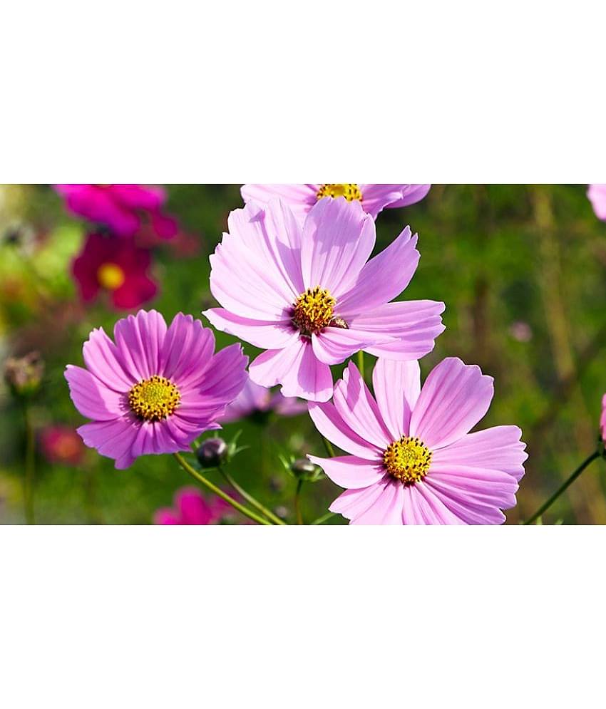 homeagro - Cosmos Mixed Flower ( 20 Seeds )