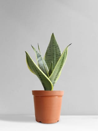 Snake Plant Silver Queen (Medium) Snake Plant Silver Queen (Medium)