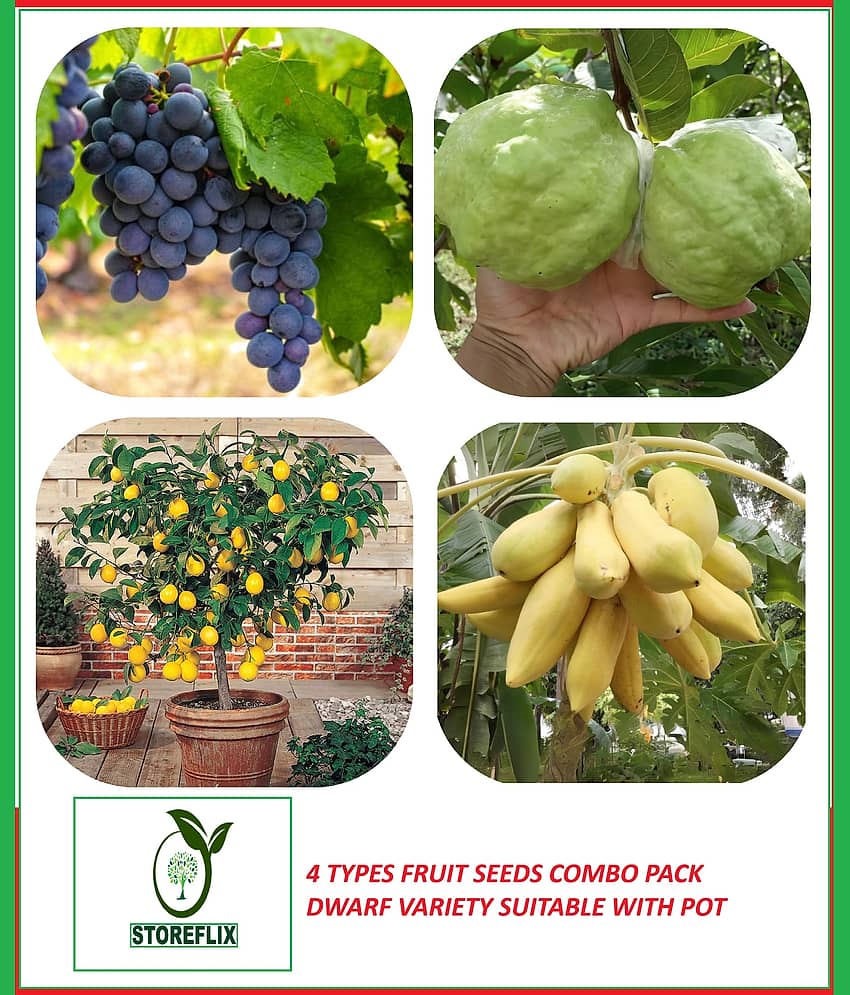 STOREFLIX 4 Types dwarf fruit plant seeds pack ( guava,lemon,grapes,papaya)