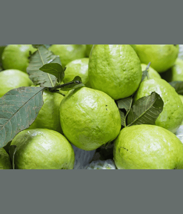 CLASSIC GREEN EARTH - Guava Fruit ( 100 Seeds )