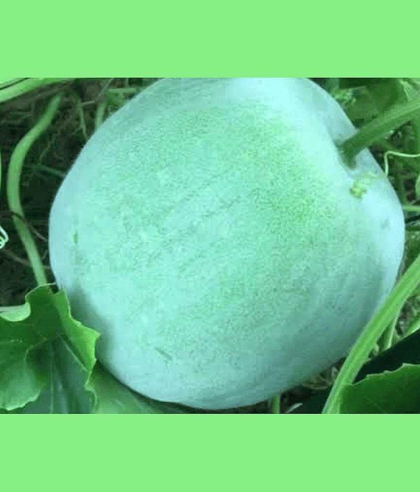PARTHVA SEEDS Ash Gourd Vegetable ( 10 Seeds )