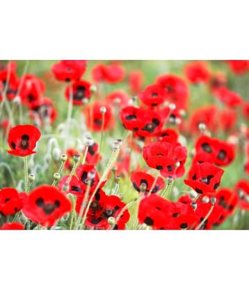 CLASSIC GREEN EARTH - Poppy California Flower ( 60 Seeds )