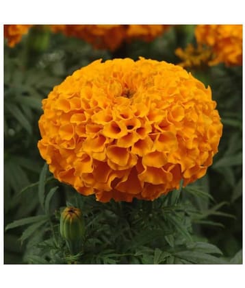 Marigold African Better Germination Flowers Seeds - Pack of 50 PREMIUM Seeds Magnif