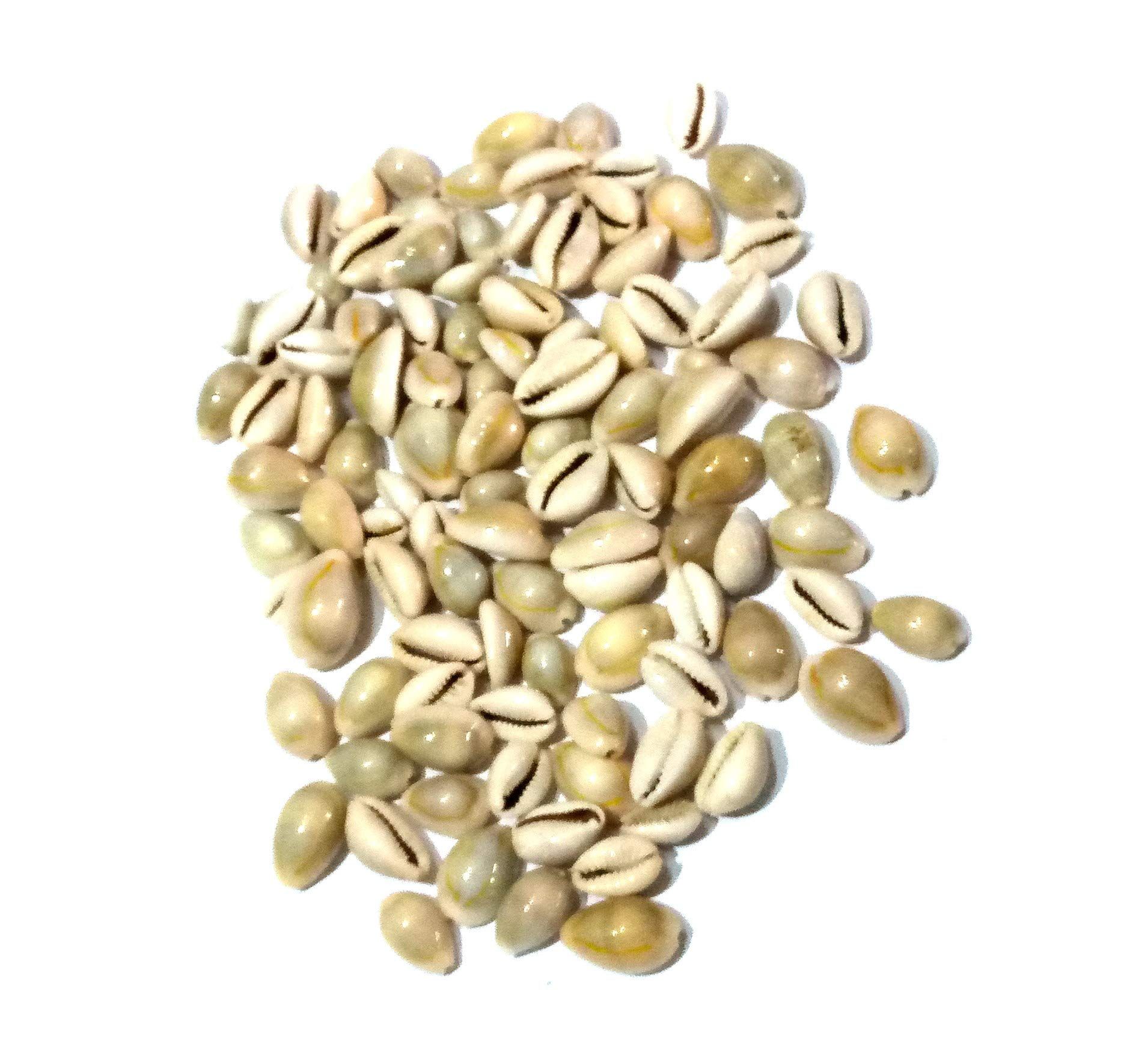 Nawani Lakshmi Gavvalu Bhoora Cowrie Kawdi Kaudi Kowdi (Pack of 100 Grms)