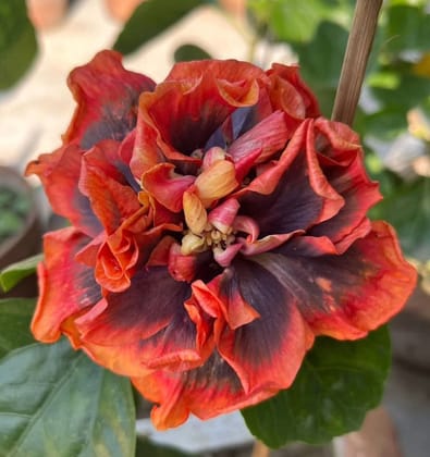 Austrelian Hibiscus Plant For Home Gardening