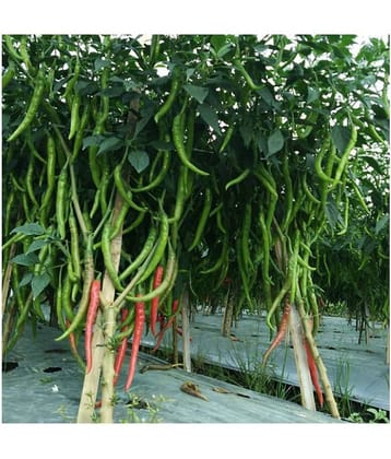 Recron Seeds - Green Chilli Vegetable ( 50 Seeds )