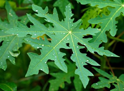 Papaya Leaf Hydrosol