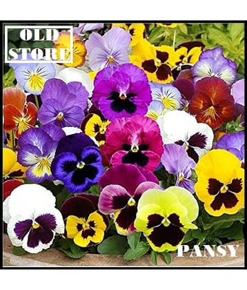 PANSY MIX VARIETY FLOWER PHOOL 30 SEEDS WITH FREE COCOPEAT COMBO PACK WITH USER MAUAL FOR HOME GARDENING PURPOSE