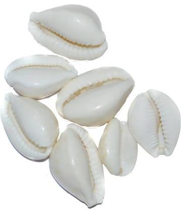 Aksaya Marketing Marble White Kodi Shell - Pack of 7
