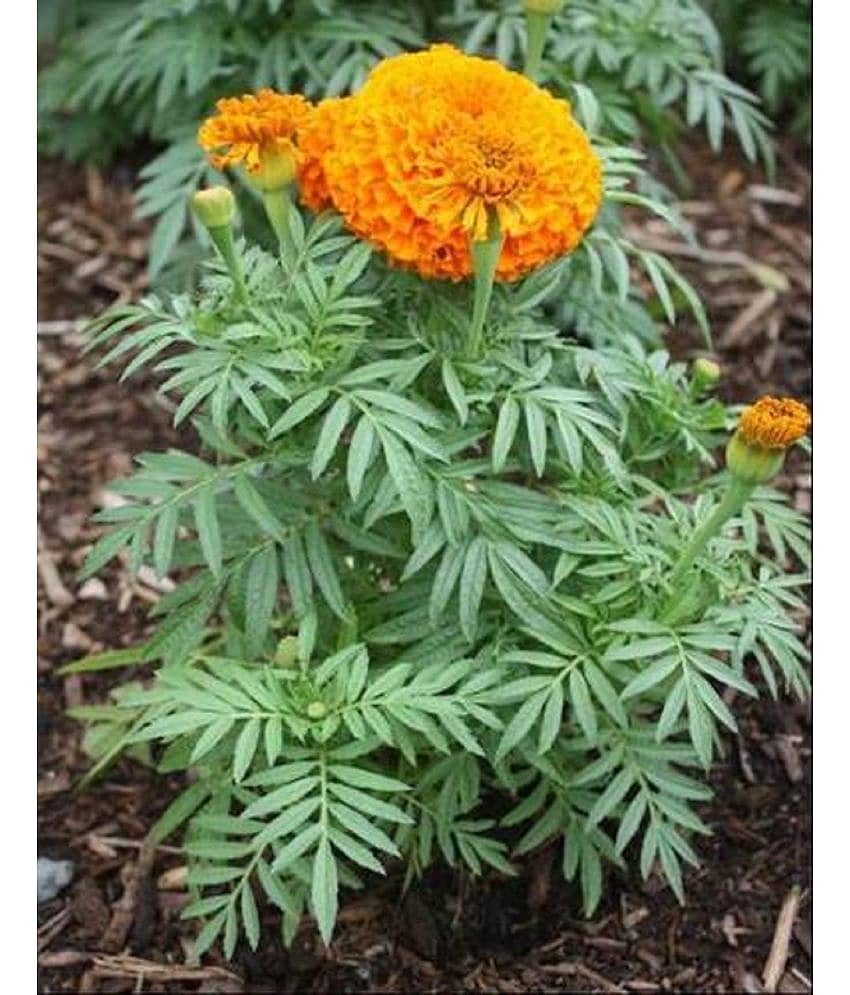 CLASSIC GREEN EARTH - Marigold Flower ( 70 Seeds )
