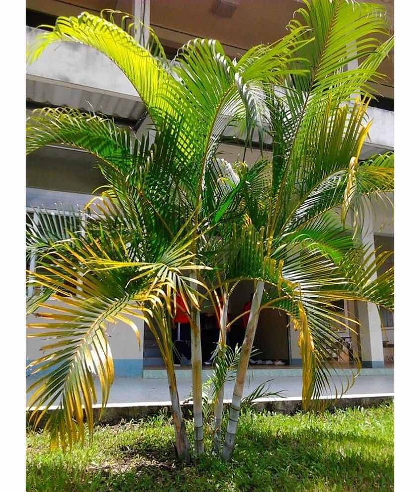 V Square Retail ARECA PALM VERY POPULAR EASY TO GROW A CHARMING Tree Seeds