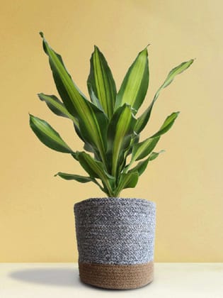 Dracaena Dara Singh (X-Large) Dracaena Dara Singh (X-Large)