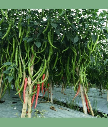 F1 Hybrid Chili Seeds, Mirchi Ke Beej, marchi na Bee, Pack of 50 Seeds