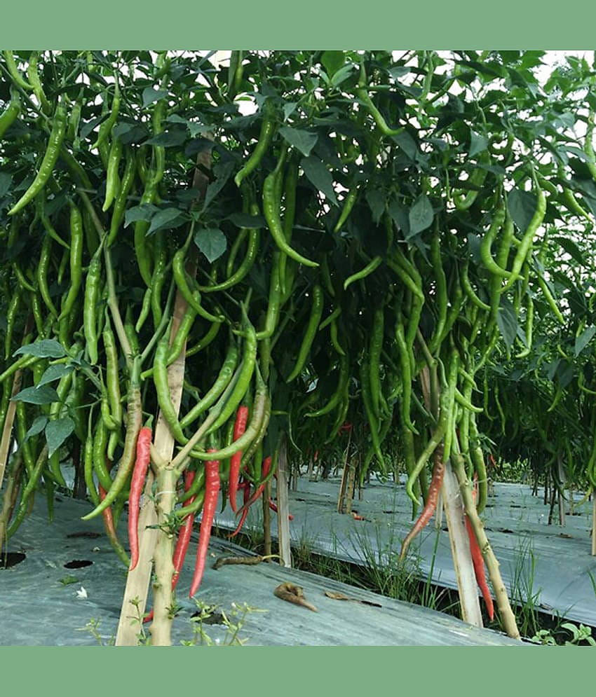 F1 Hybrid Chili Seeds, Mirchi Ke Beej, marchi na Bee, Pack of 50 Seeds