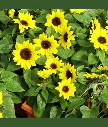 Sun flower medium 20 seeds pack with Free cocopeat and user manual for your garden