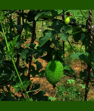 Jignisha Seeds Kantola Vegetable ( 20 Seeds )