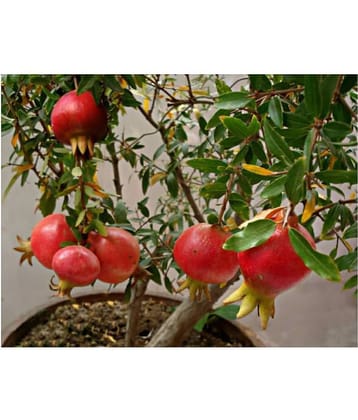 POMEGREANATE SEEDS 50 SEEDS