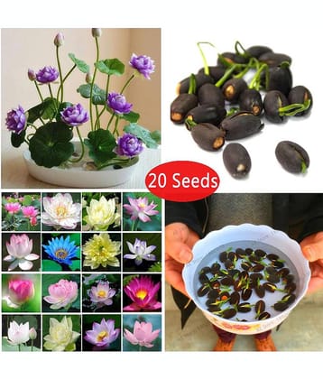 sky star agro & co. - Lotus Flower ( 20 Seeds )