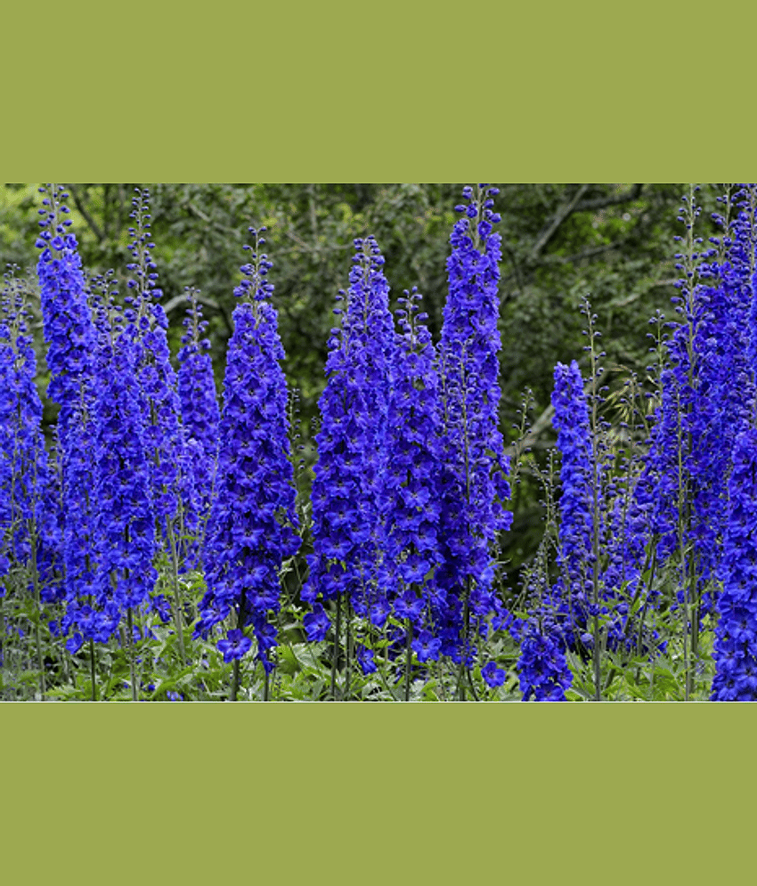 CLASSIC GREEN EARTH - Kochia Flower ( 200 Seeds )