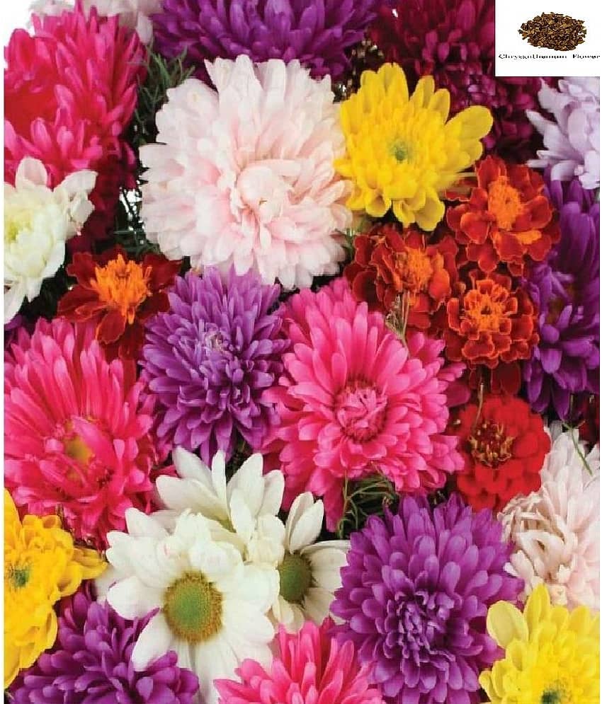 Chrysanthemum Mix Flower Seeds (Multicolour, Pack of 40 seed )